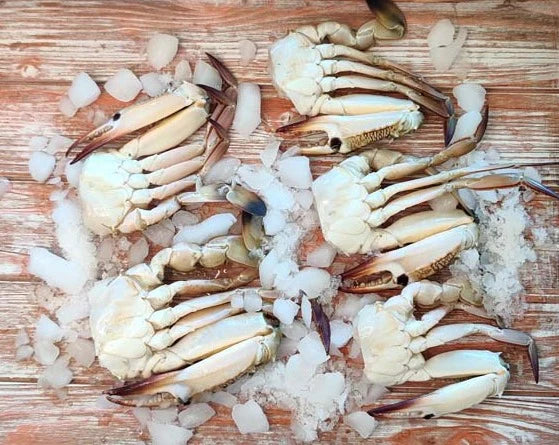 Indian Blue Crab/ Nandu / நண்டு / ഞണ്ട് / పీత / केकड़ा