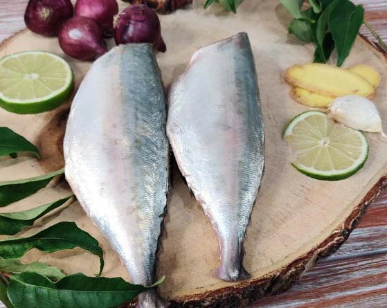 Indian Mackerel / Ayala / அயில / അയല / బంగడ / बांगड़ा