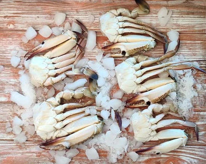 Indian Blue Crab/ Nandu / நண்டு / ഞണ്ട് / పీత / केकड़ा