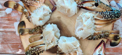 Indian Blue Crab/ Nandu / நண்டு / ഞണ്ട് / పీత / केकड़ा