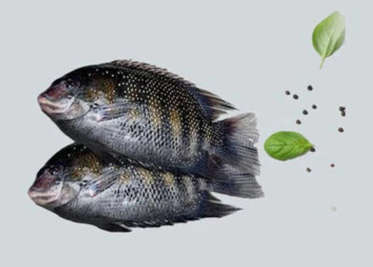 Perl Spot / Kari Meen கரி மீன் / കരിമീൻ / కరిమీను / करिमीन