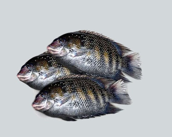 Perl Spot / Kari Meen கரி மீன் / കരിമീൻ / కరిమీను / करिमीन